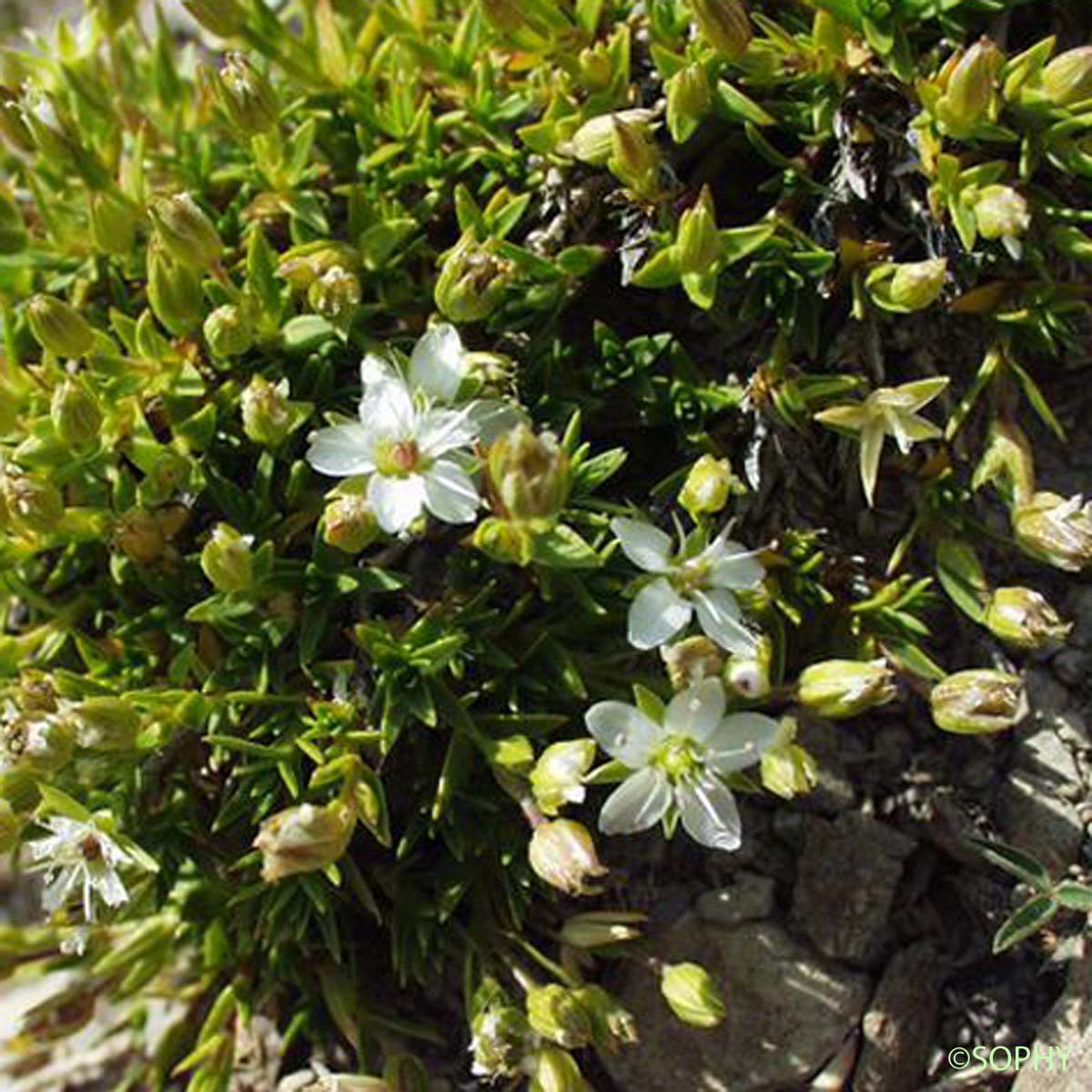 Minuartie des rochers - Minuartia rupestris subsp. rupestris