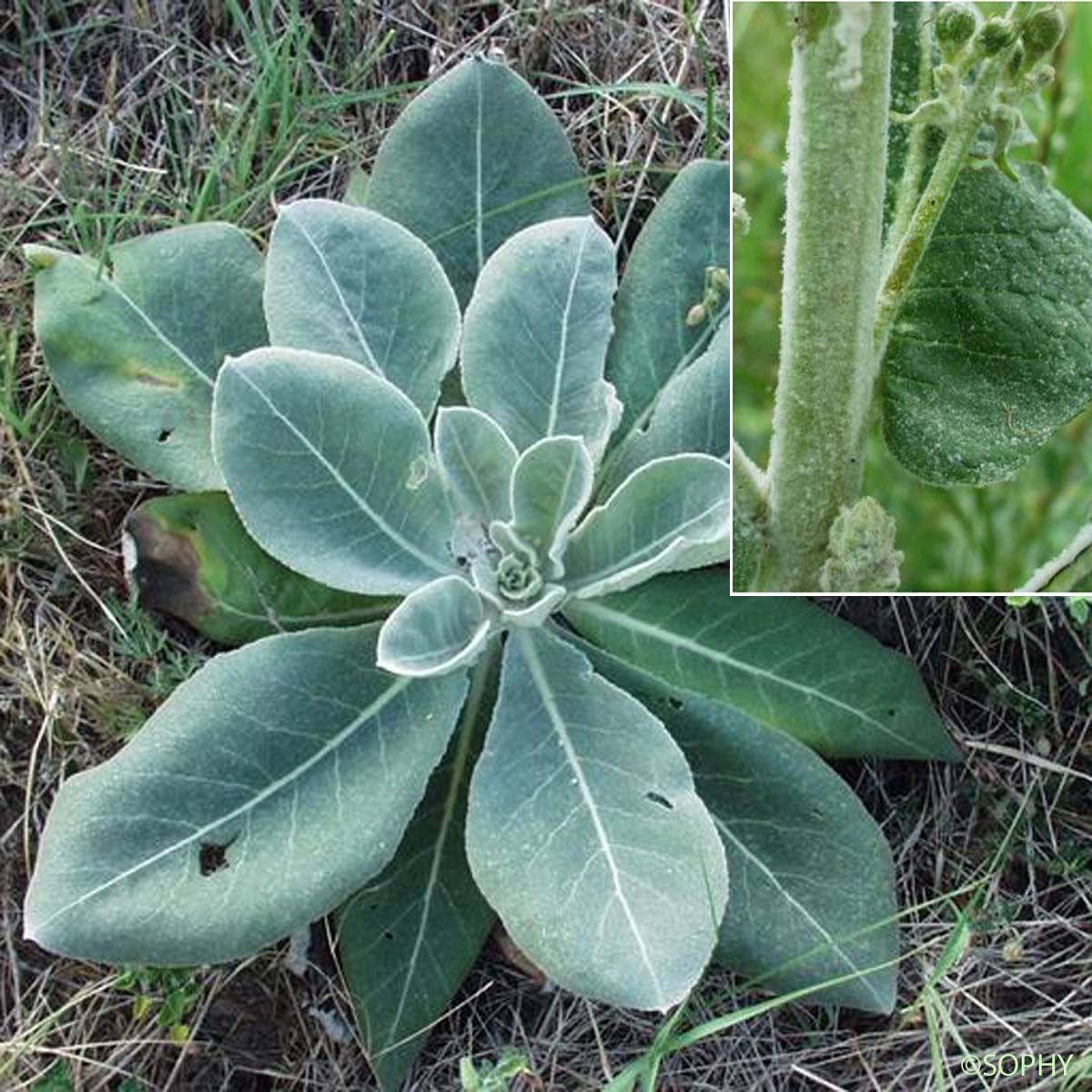 Molène floconneuse - Verbascum pulverulentum