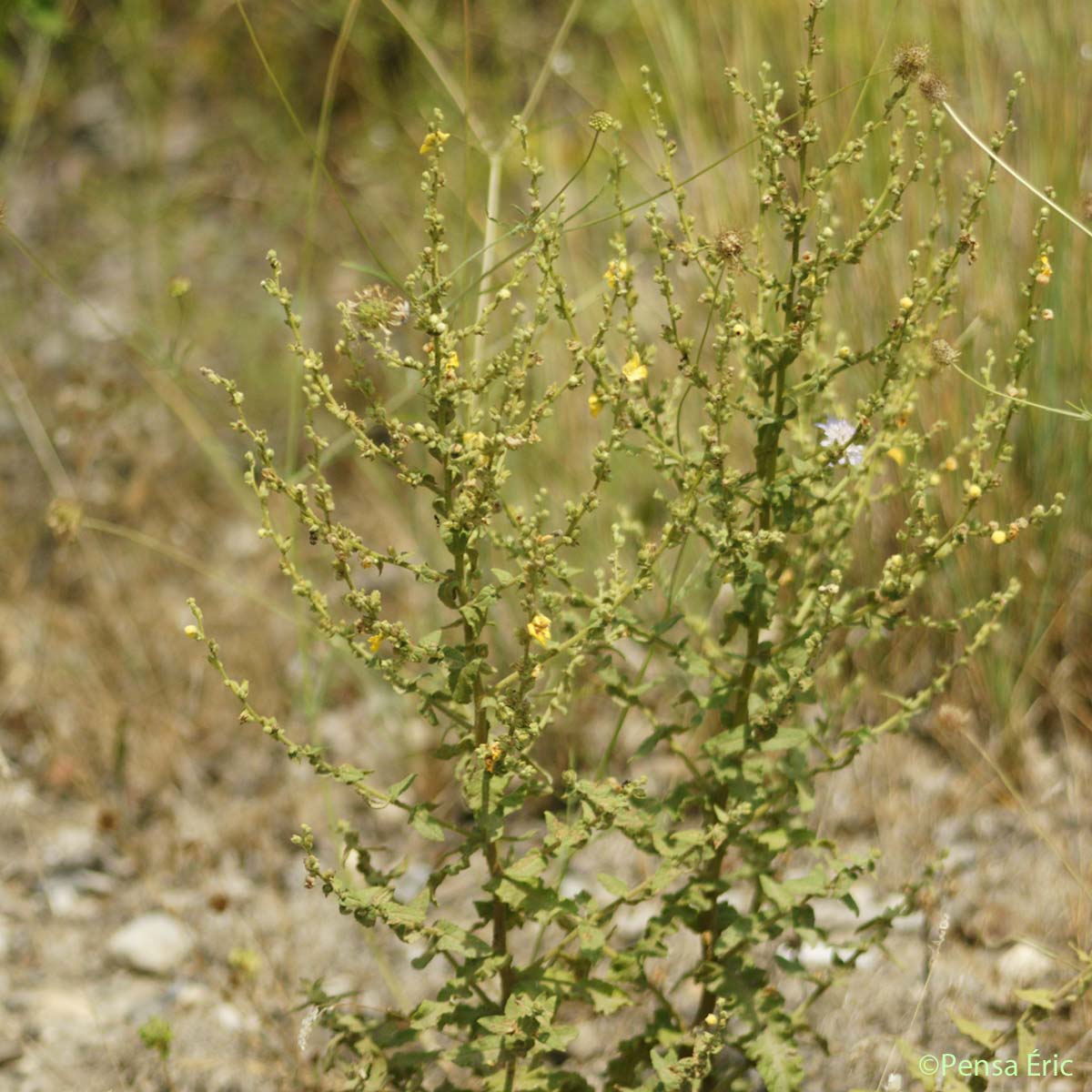 Molène sinuée - Verbascum sinuatum