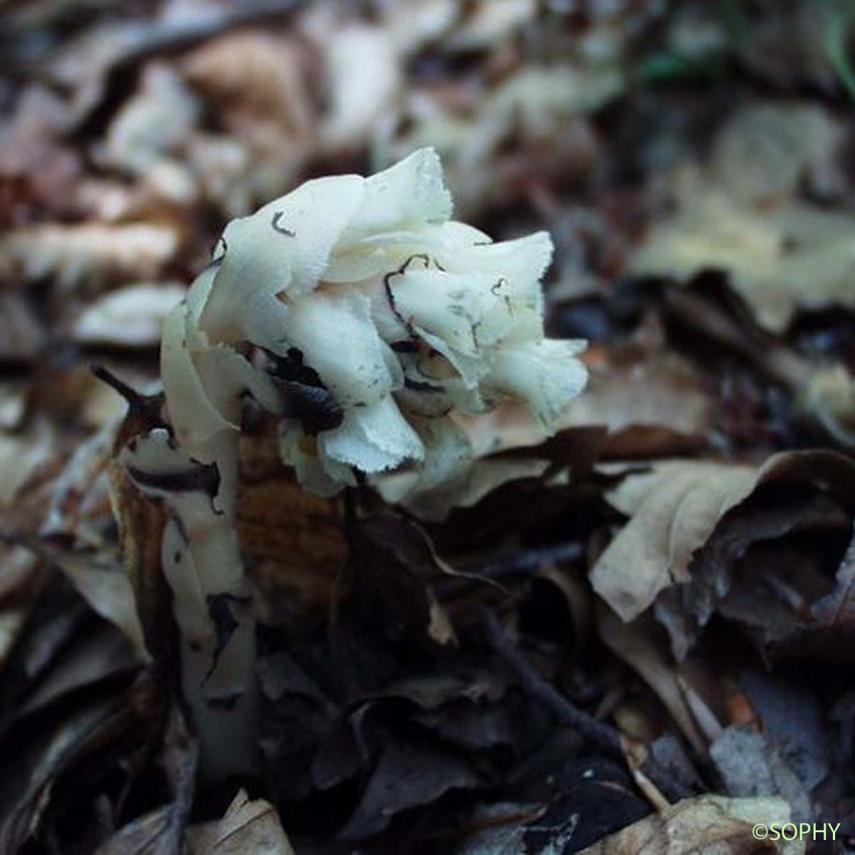 Monotrope Sucepin - Monotropa hypopitys subsp. hypopitys