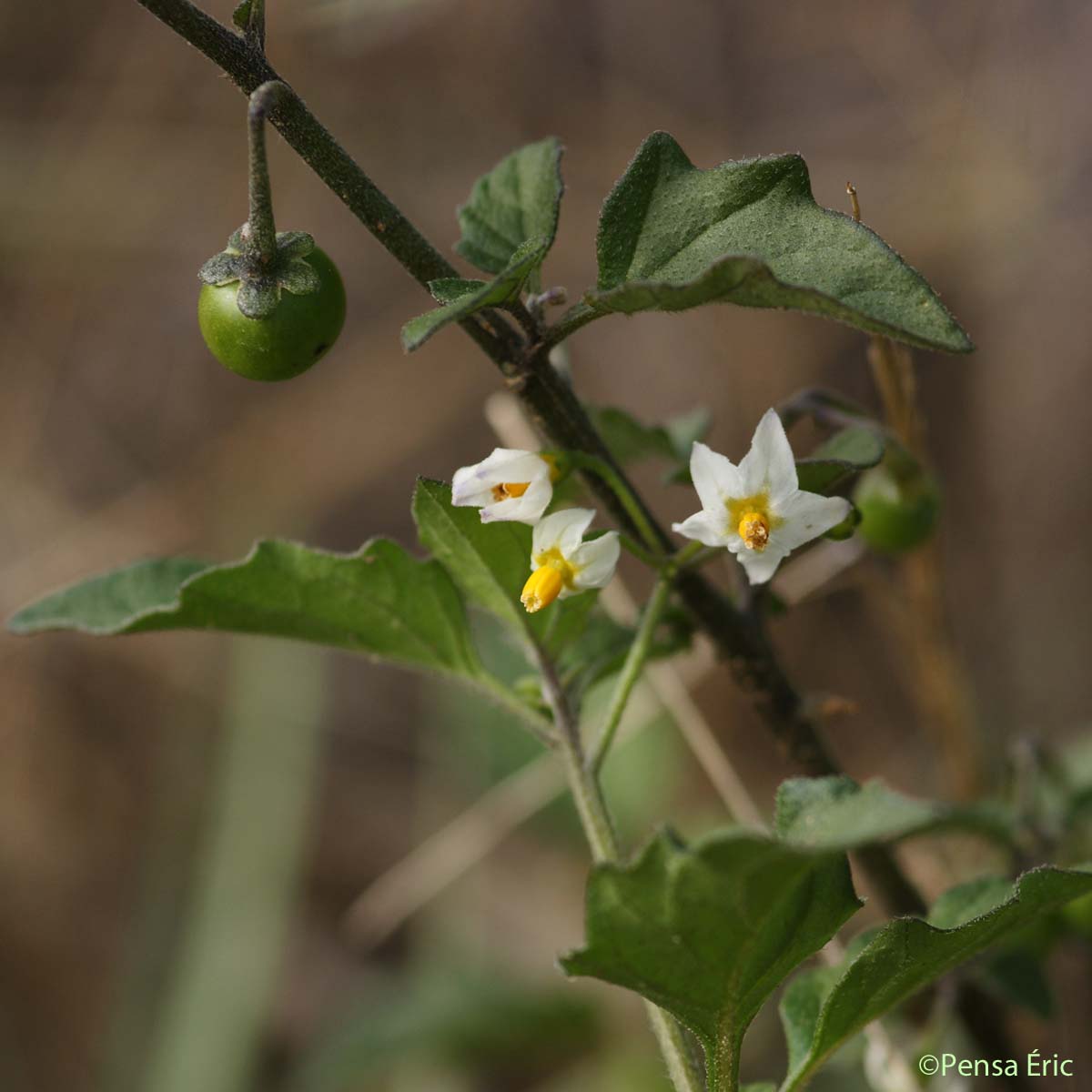 Morelle noire - Solanum nigrum subsp. nigrum