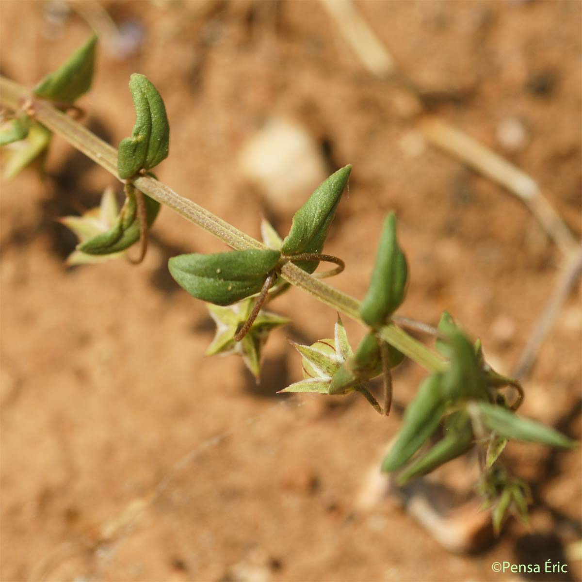 Mouron à petites fleurs - Lysimachia arvensis subsp. parviflora