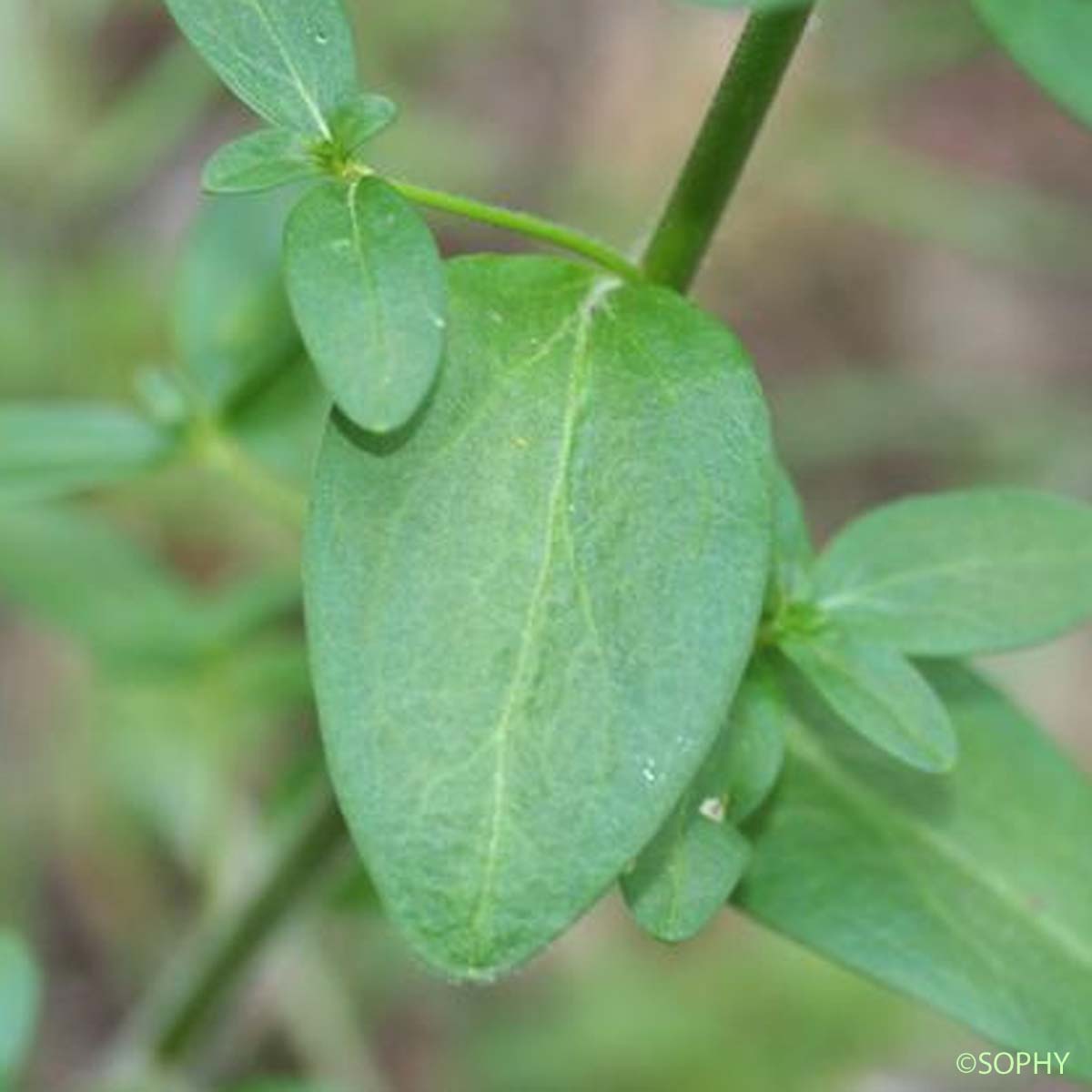 Muflier à larges feuilles - Antirrhinum majus subsp. latifolium
