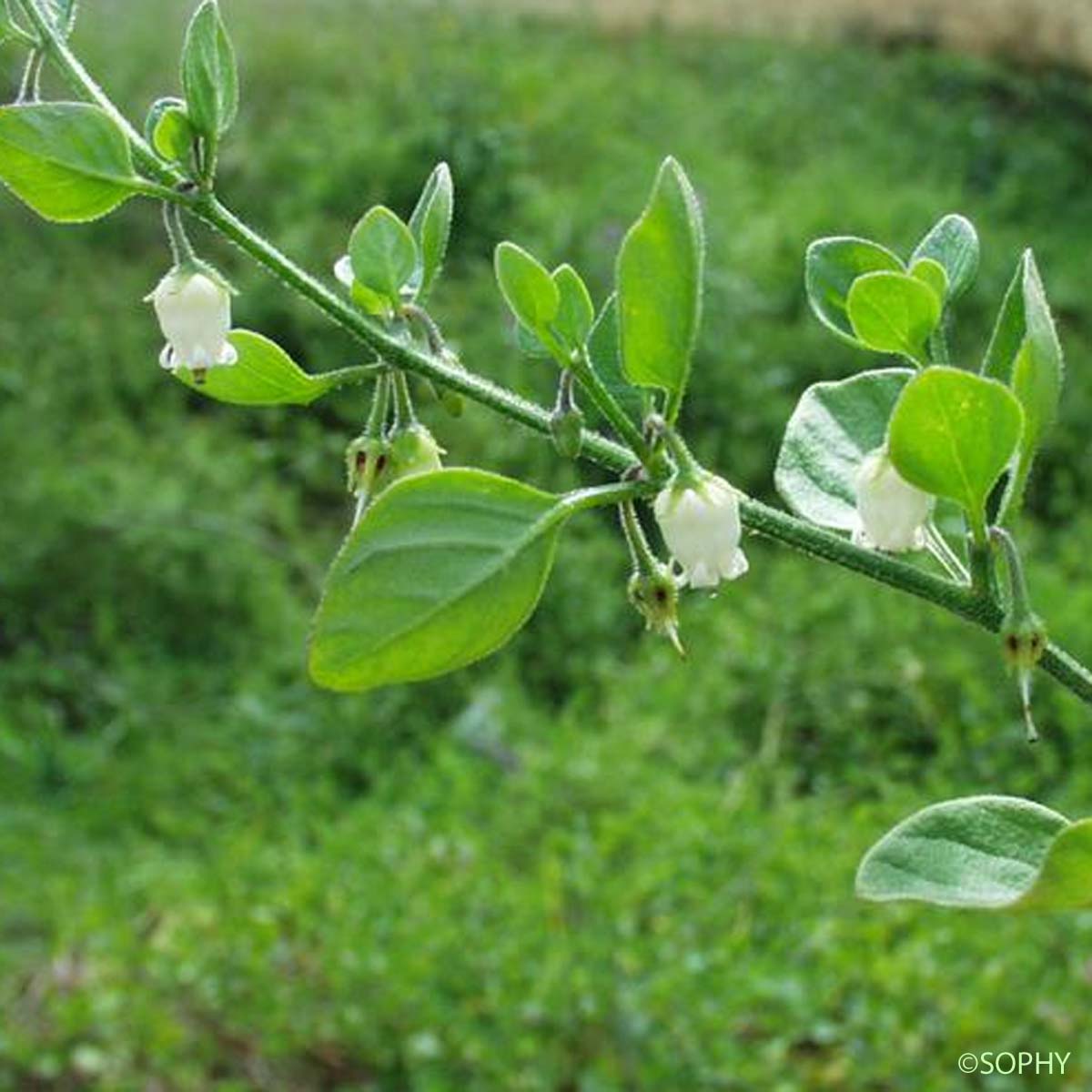 Muguet des pampas - Salpichroa origanifolia