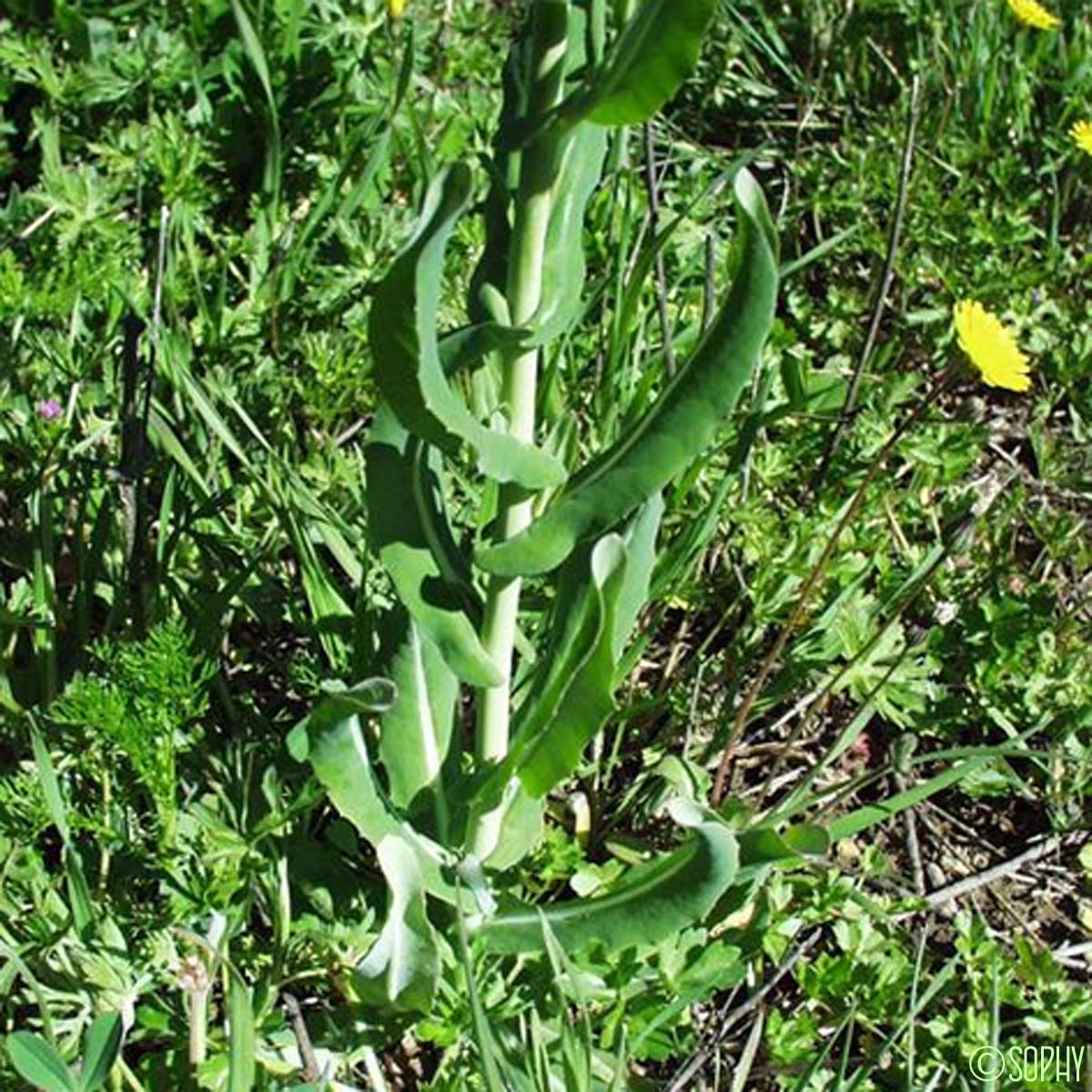 Myagre perfolié - Myagrum perfoliatum