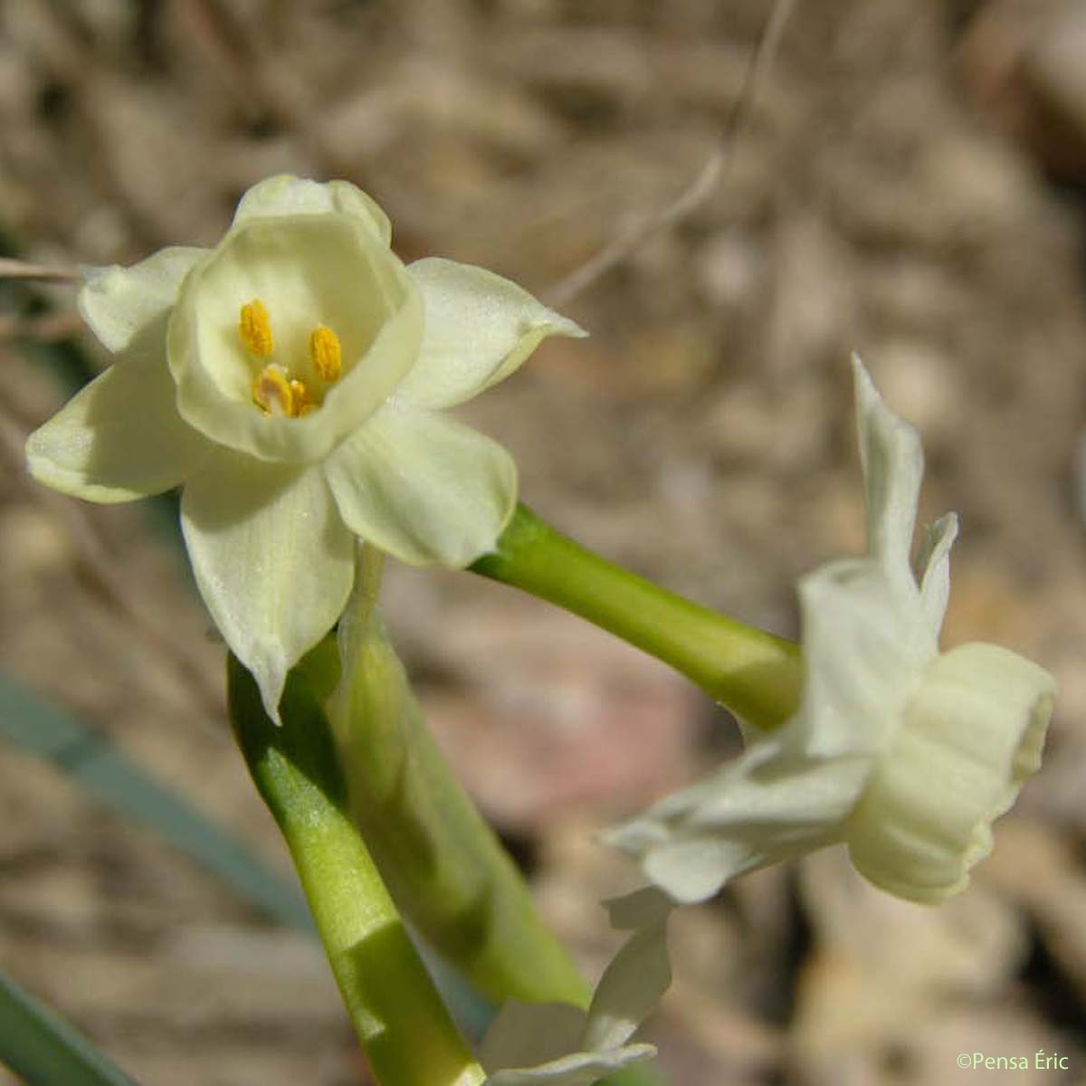 Narcisse douteux - Narcissus dubius