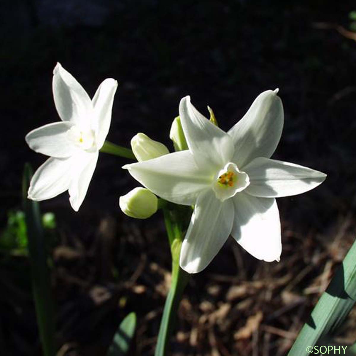 Le Narcisse papyracé - Narcissus papyraceus - quelle-est-cette-fleur.com