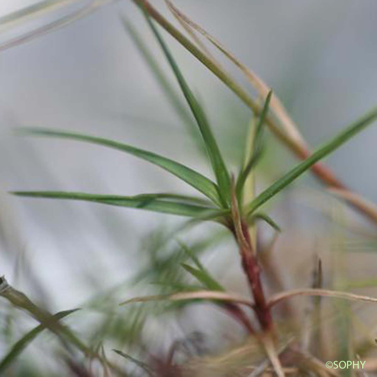Oeillet à tiges courtes - Dianthus subacaulis
