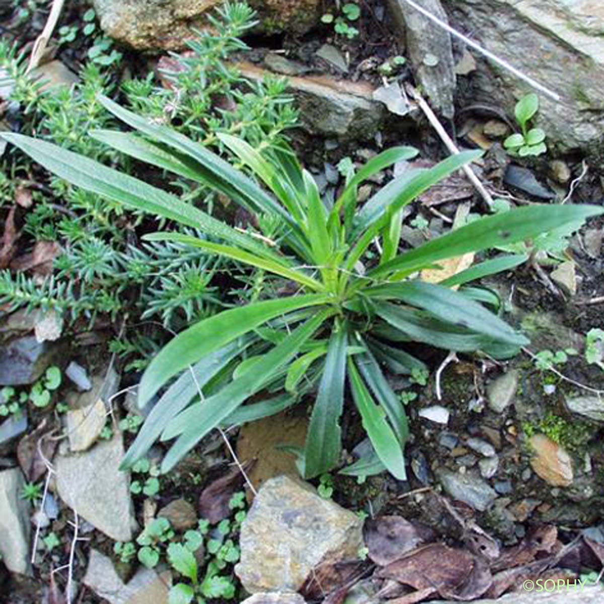 Oeillet arméria - Dianthus armeria subsp. armeria