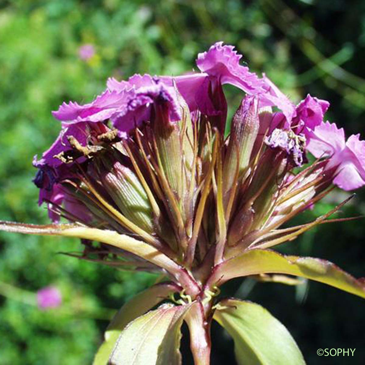 Oeillet barbu - Dianthus barbatus
