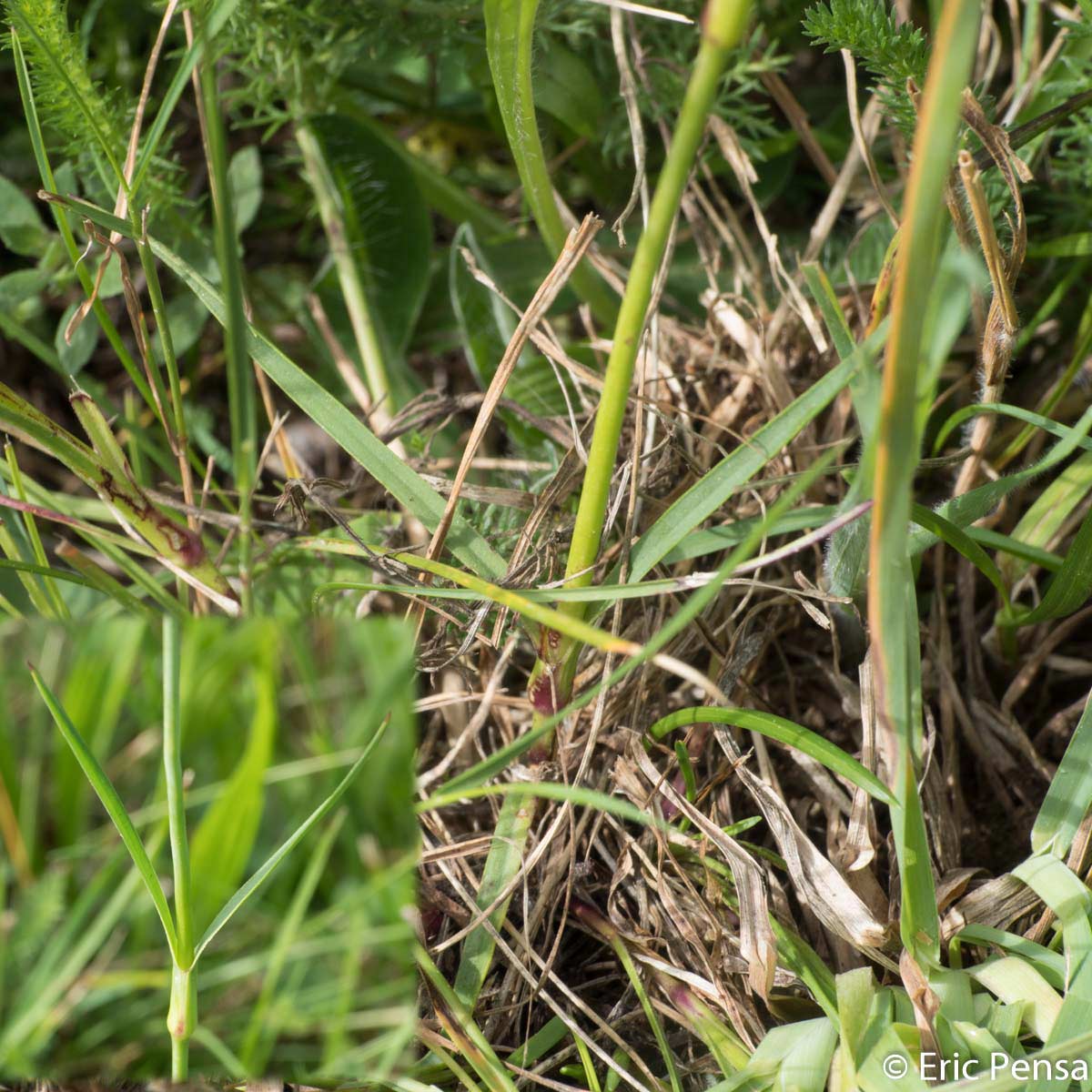 Oeillet des Chartreux - Dianthus carthusianorum subsp. carthusianorum