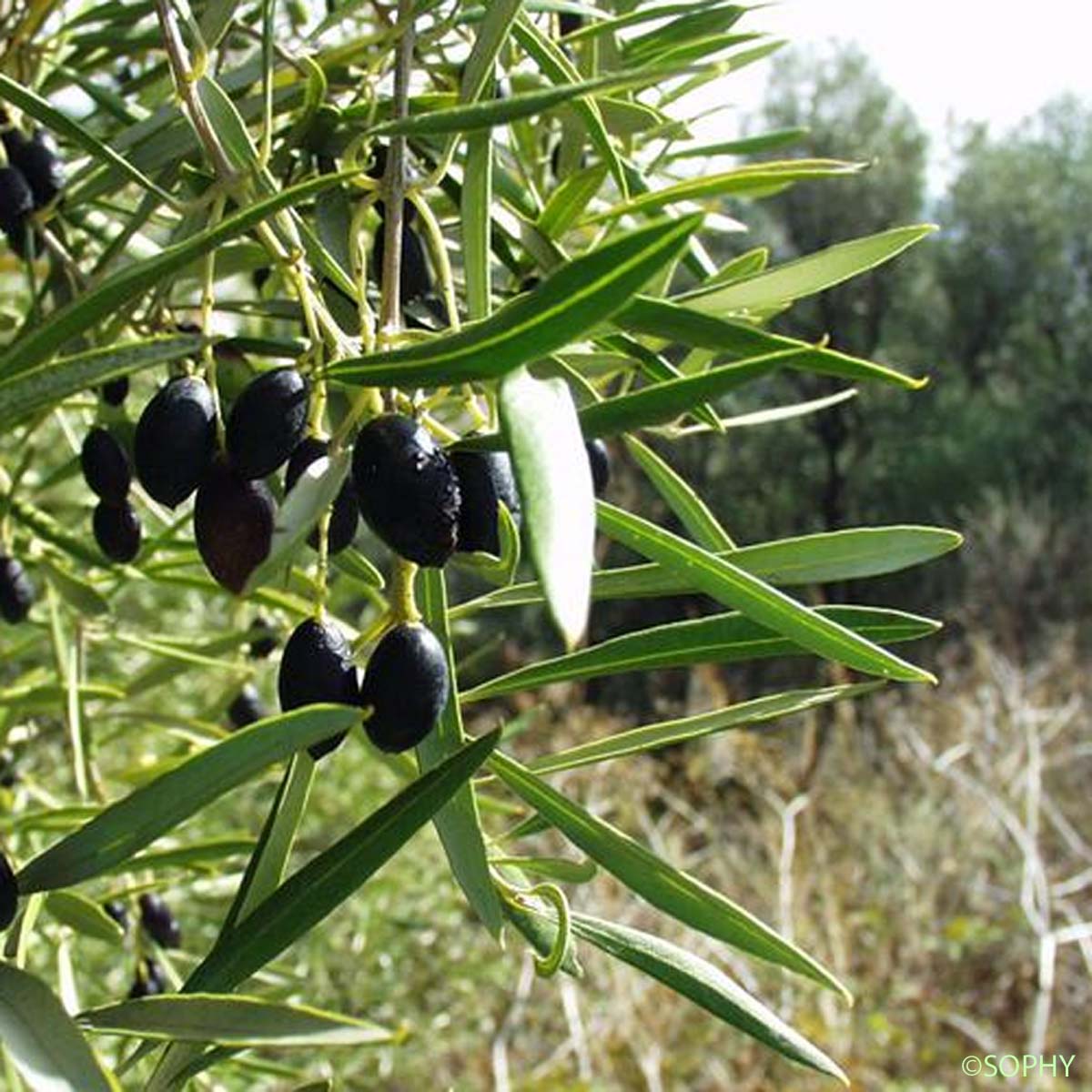 Olivier d'Europe - Olea europaea subsp. europaea