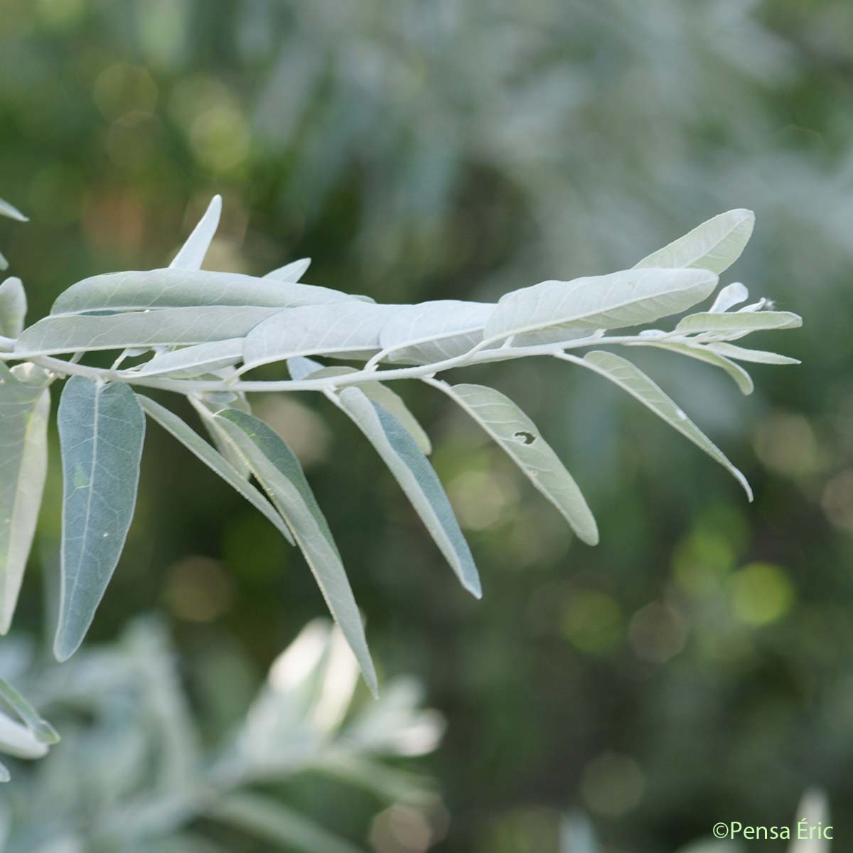 Olivier de Bohême - Elaeagnus angustifolia
