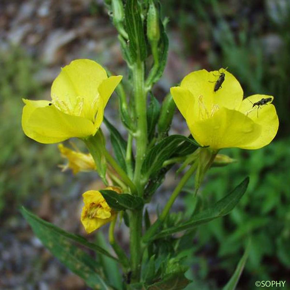Onagre à petites fleurs - Oenothera parviflora