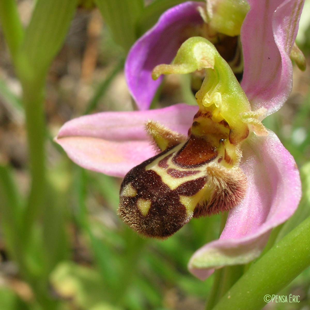 Ophrys abeille - Ophrys apifera