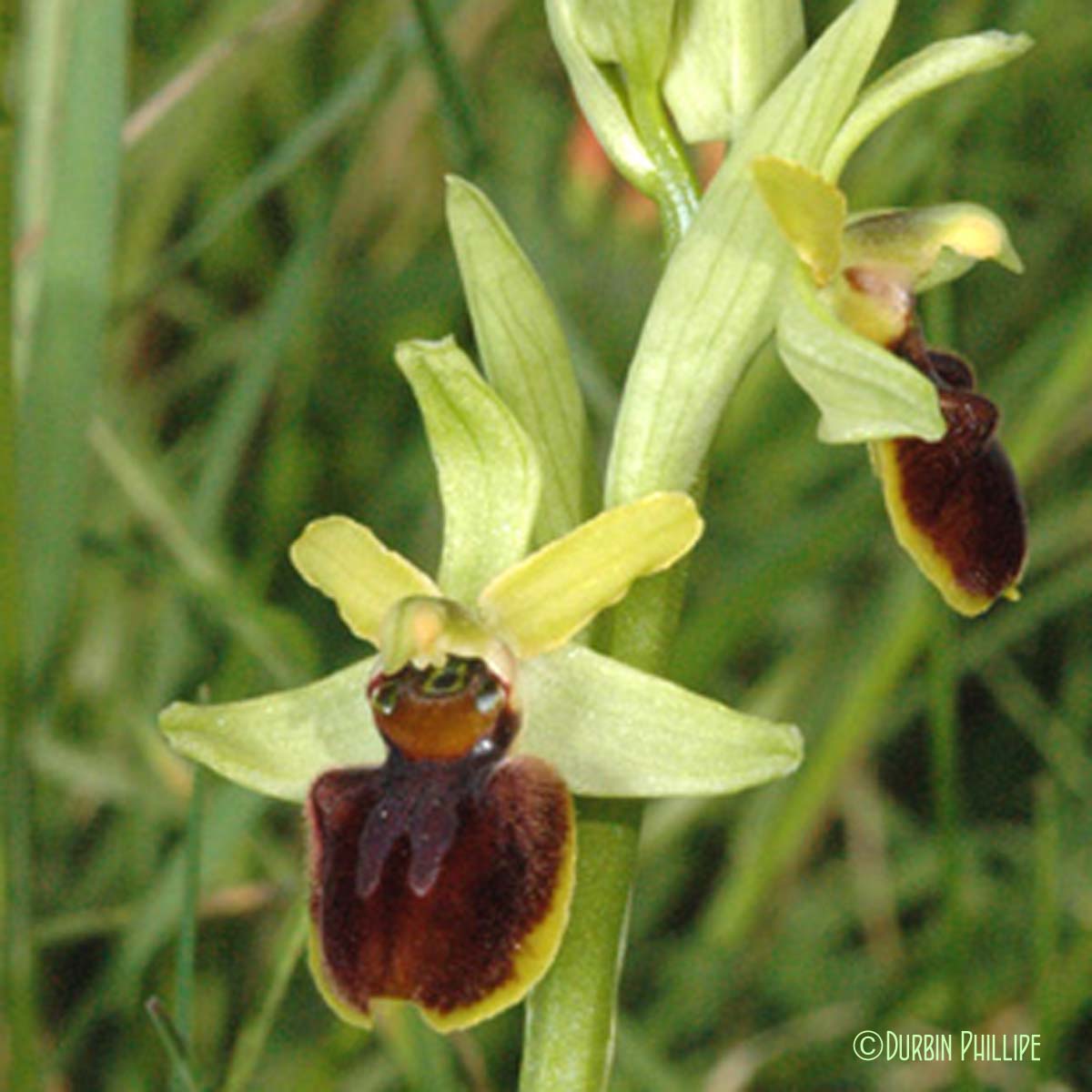 Ophrys araignée - Ophrys aranifera subsp. aranifera