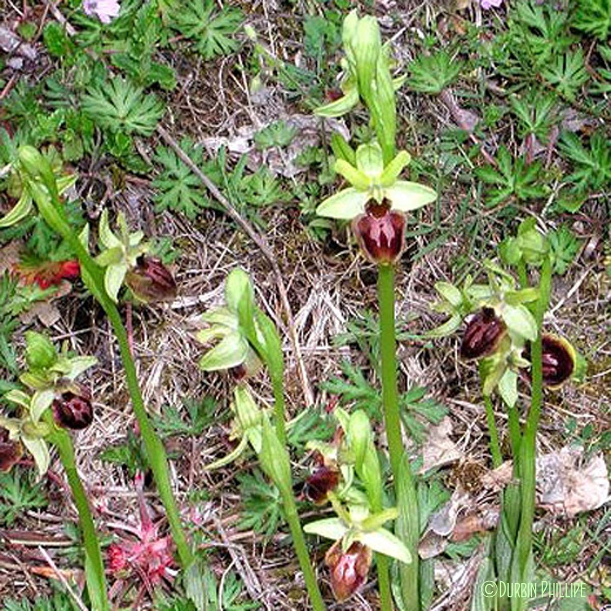 Ophrys araignée - Ophrys aranifera subsp. aranifera