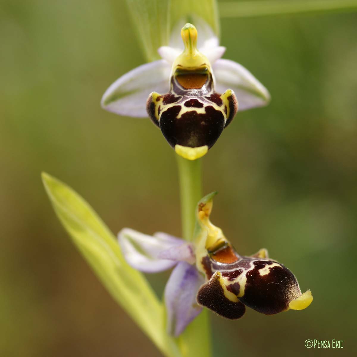 Ophrys bécasse - Ophrys scolopax subsp. scolopax