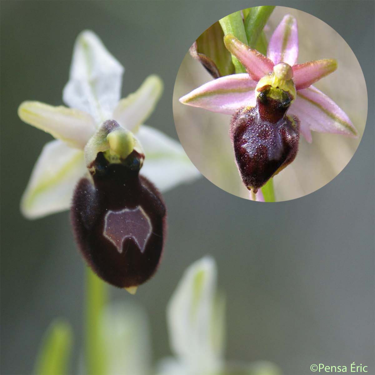 Ophrys brillant - Ophrys arachnitiformis
