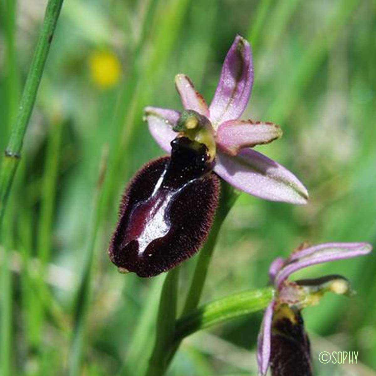 Ophrys de Bertoloni - Ophrys bertolonii subsp. bertolonii