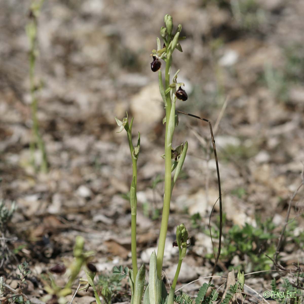 Ophrys de la Passion - Ophrys passionis