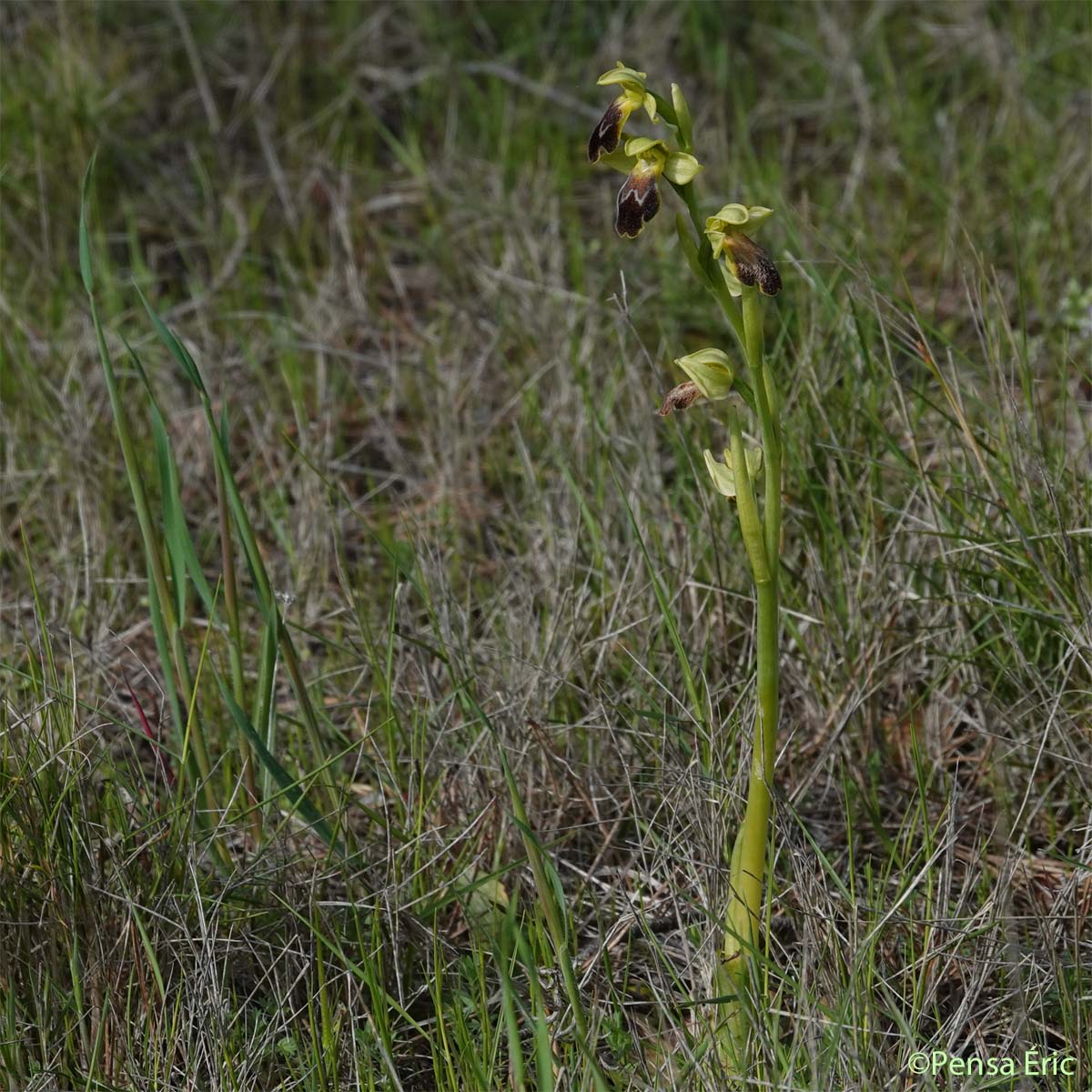 Ophrys marbré - Ophrys marmorata