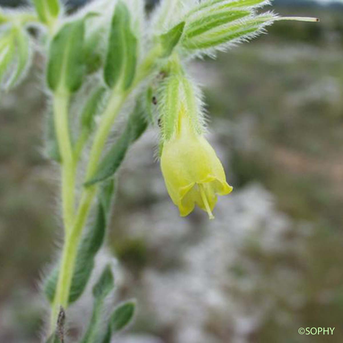 Orcanette fastigiée - Onosma tricerosperma subsp. fastigiata