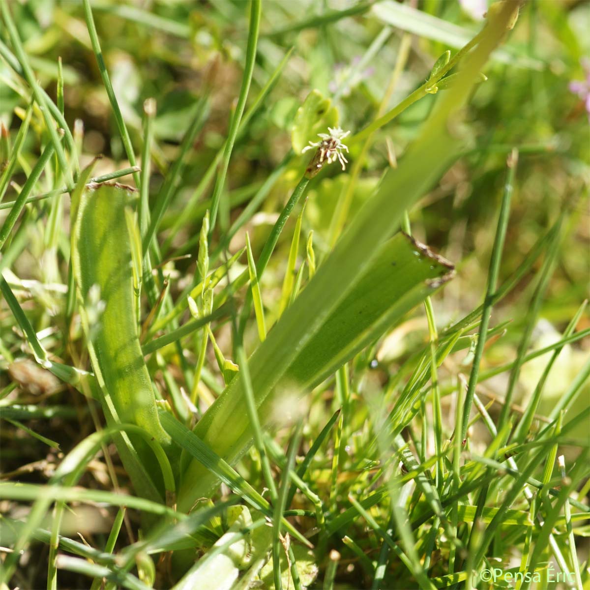 Orchis à fleurs lâches - Anacamptis laxiflora