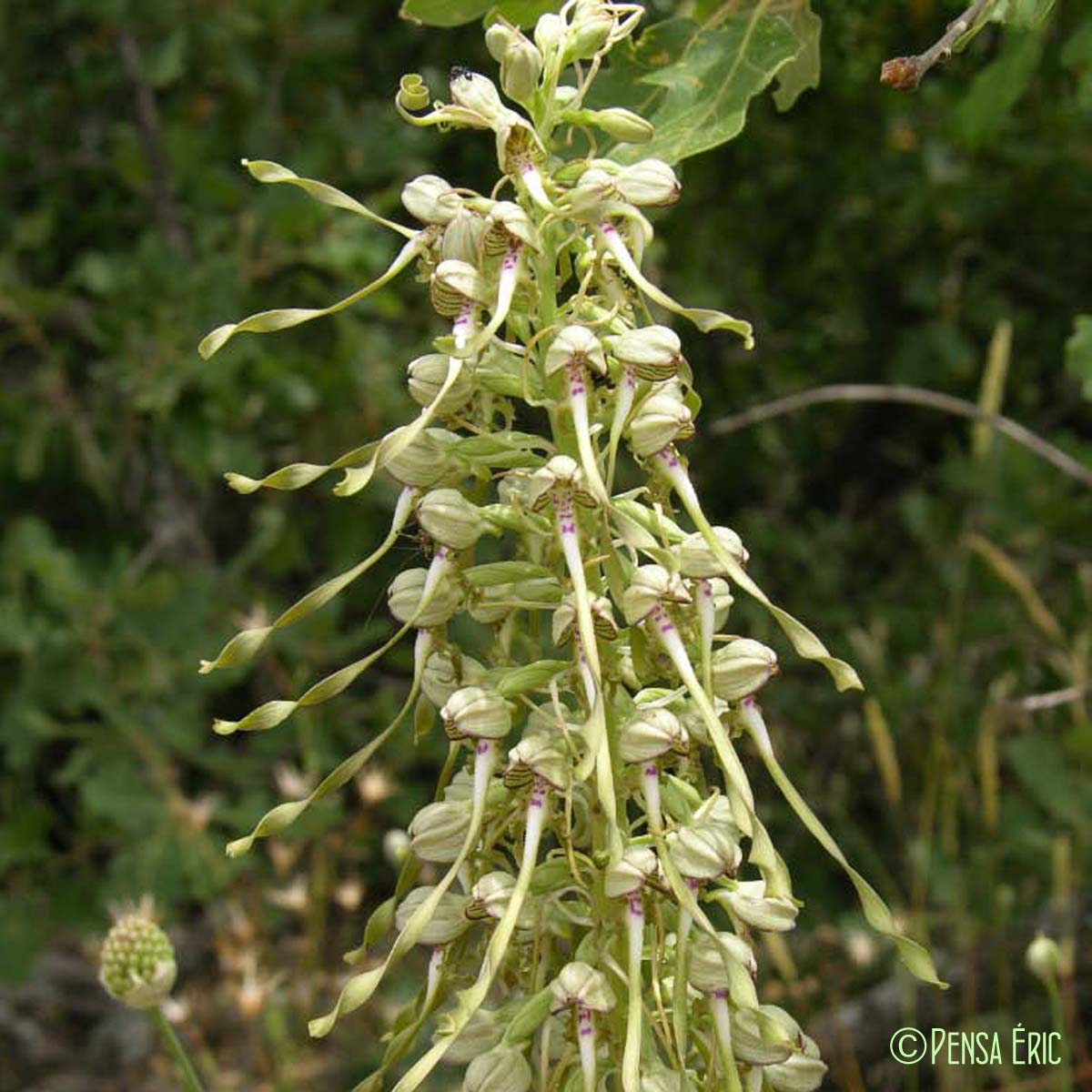 Orchis bouc - Himantoglossum hircinum