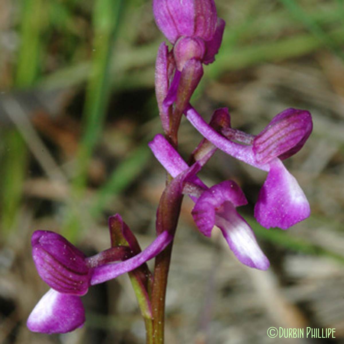 Orchis de Champagneux - Anacamptis morio subsp. champagneuxii