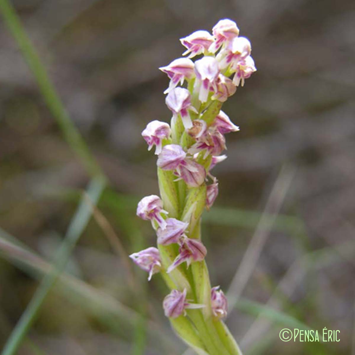 Orchis intact - Neotinea maculata