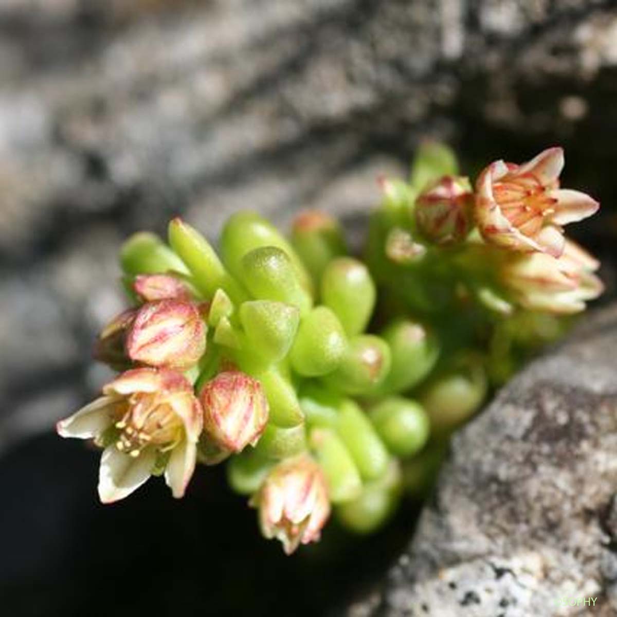 Orpin noirâtre - Sedum atratum subsp. atratum