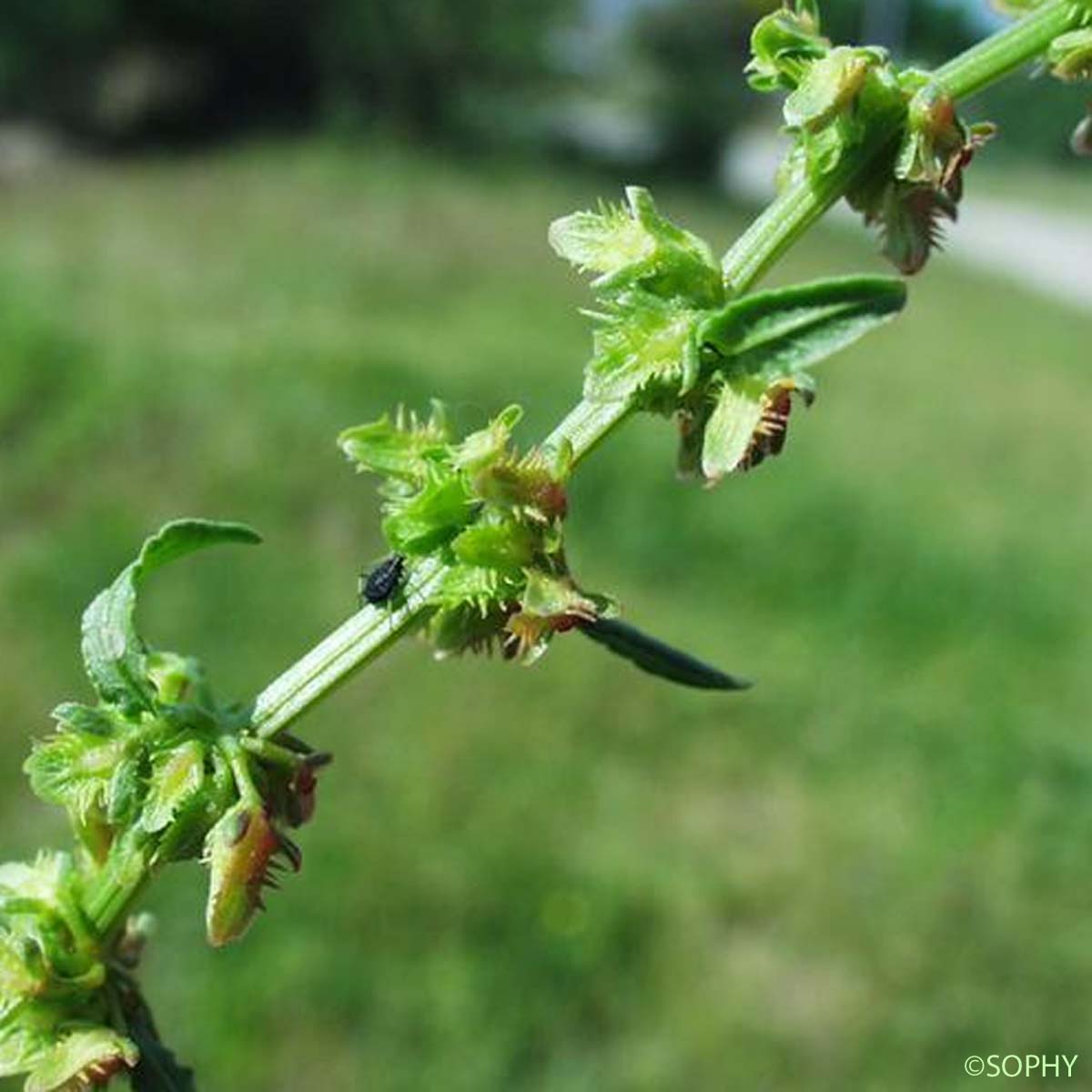 Oseille gracieuse - Rumex pulcher subsp. pulcher