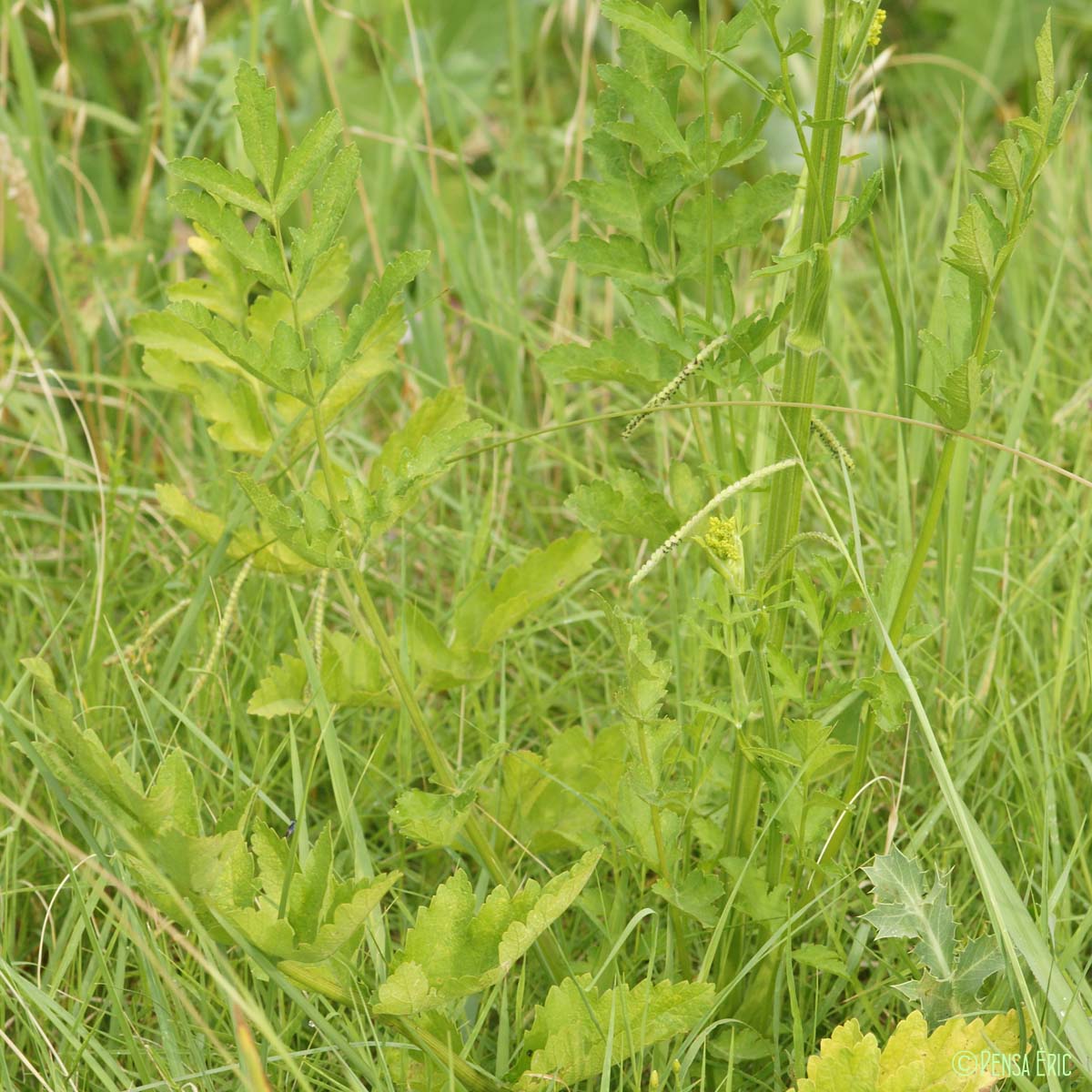 Panais brûlant - Pastinaca sativa subsp. urens