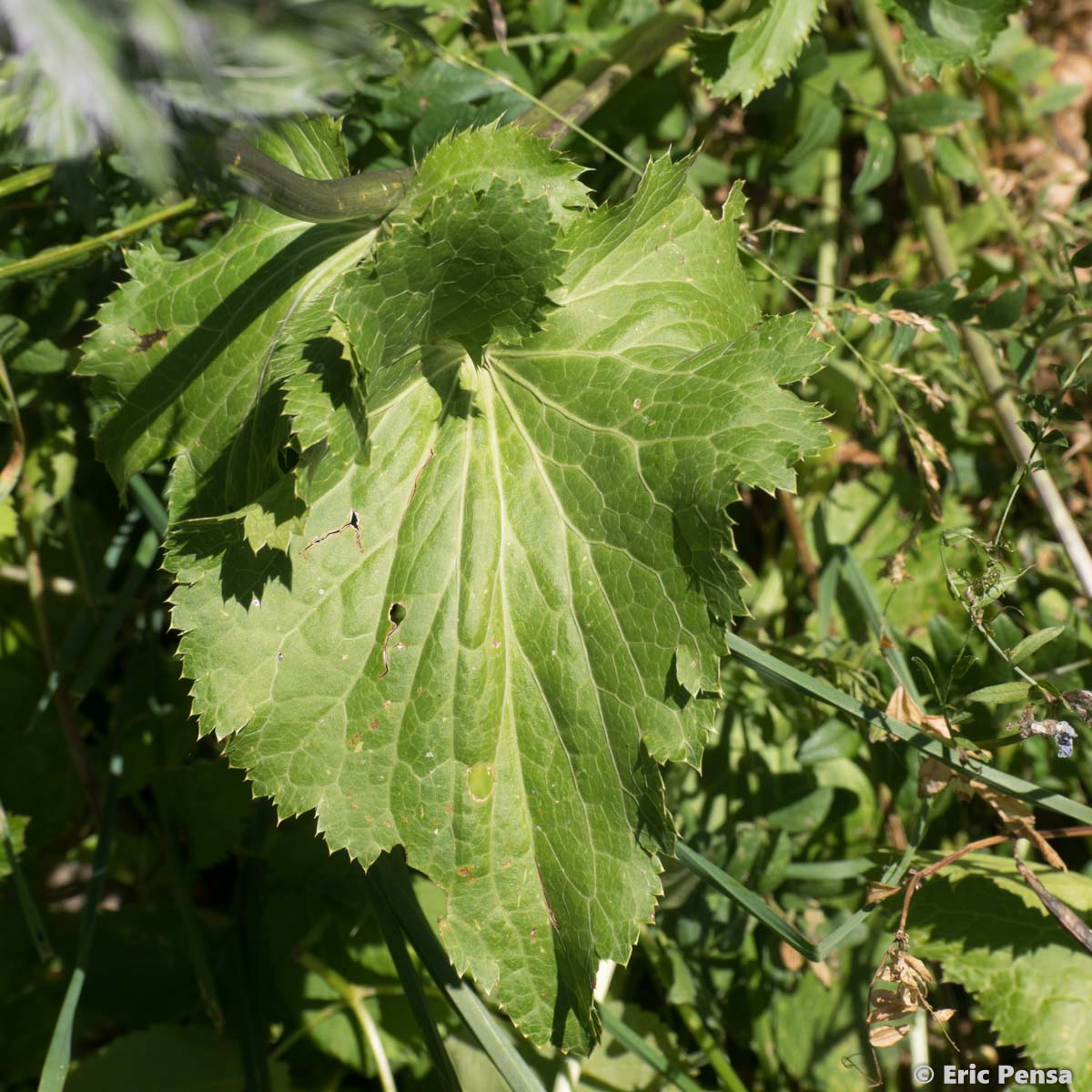 Panicaut des Alpes - Eryngium alpinum