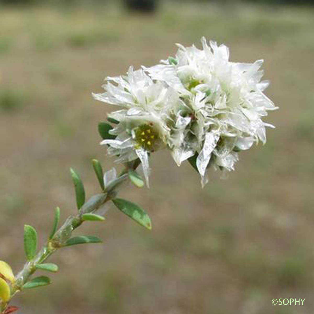 Paronyque argentée - Paronychia argentea