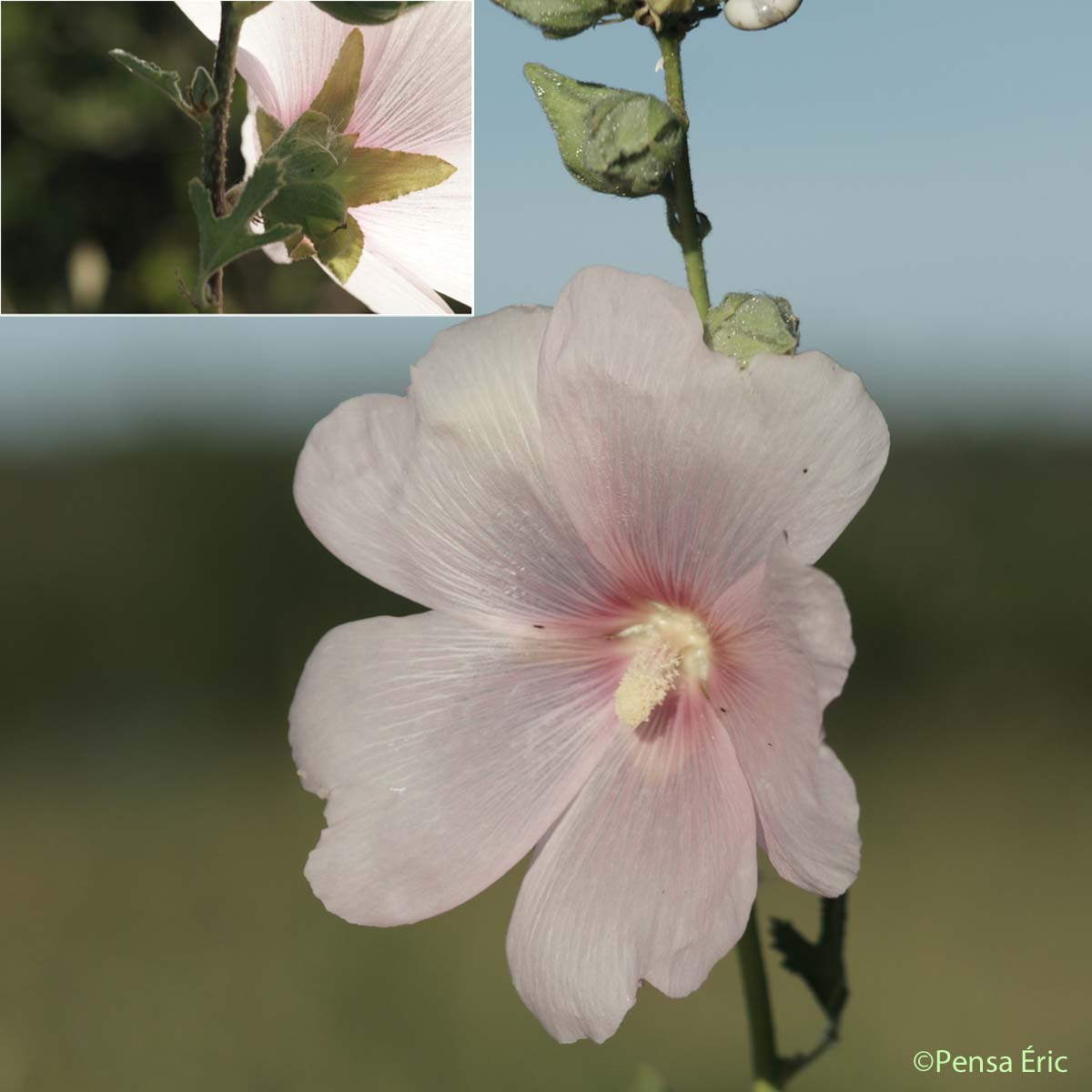 Passe-rose - Alcea rosea
