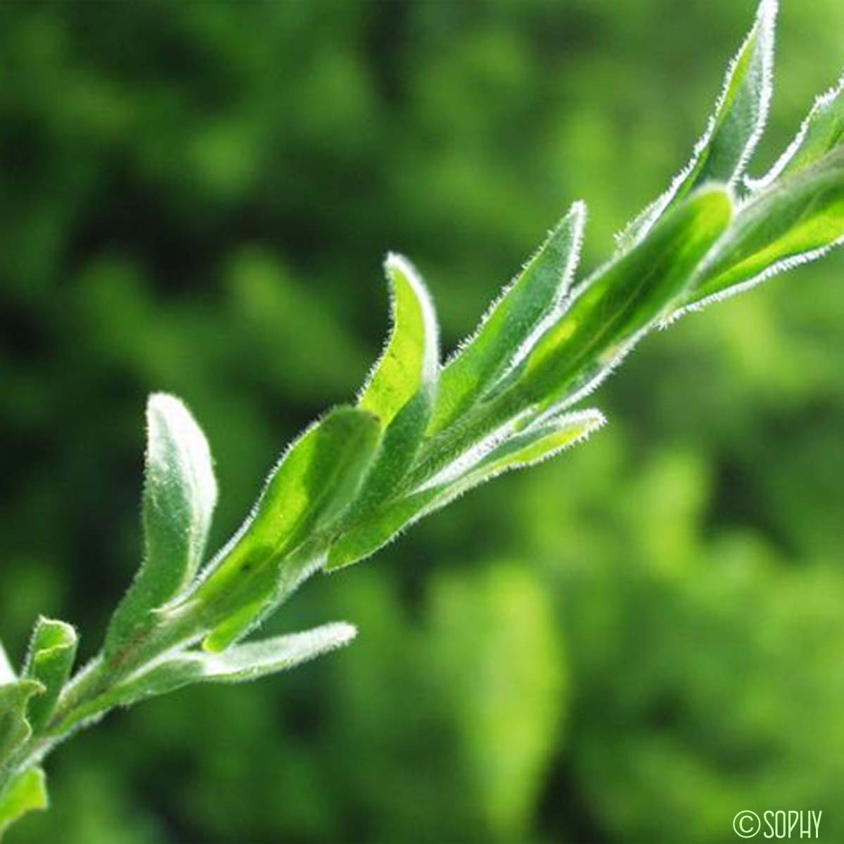 Passerage hérissée - Lepidium hirtum subsp. hirtum