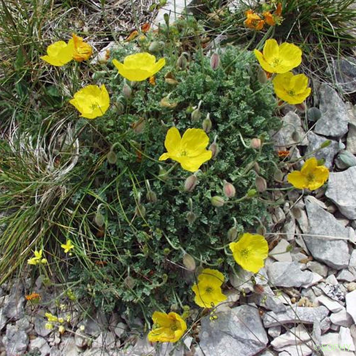 Pavot des Alpes - Papaver alpinum subsp. alpinum