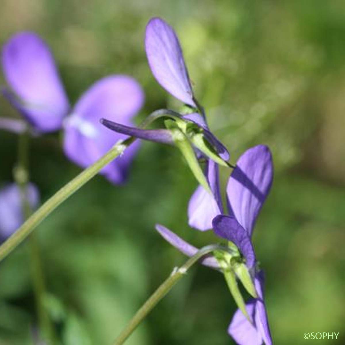Pensée à cornes - Viola cornuta