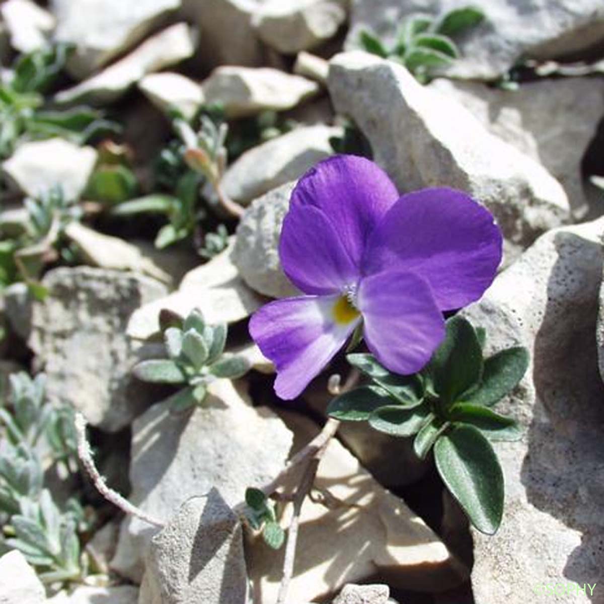 Pensée du mont Cenis - Viola cenisia