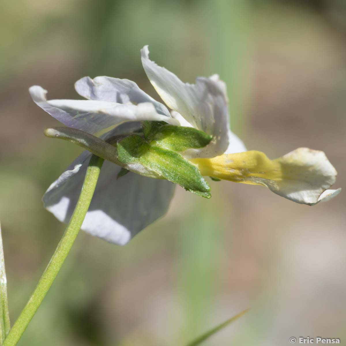 Pensée éperonnée - Viola calcarata subsp. calcarata