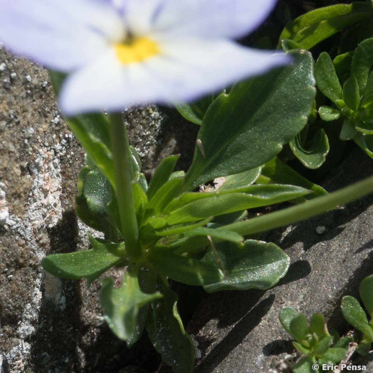 Pensée éperonnée - Viola calcarata subsp. calcarata