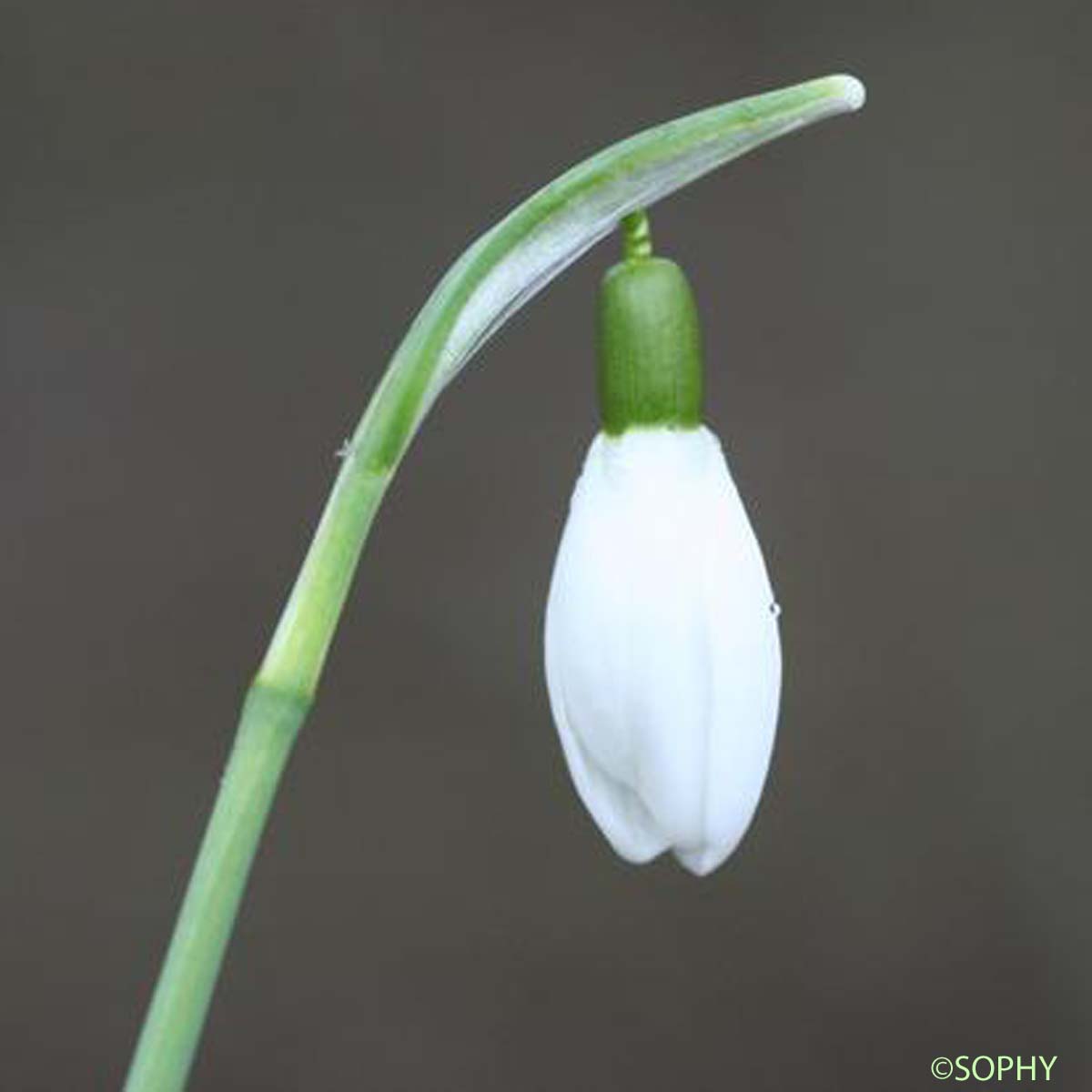 Perce-neige - Galanthus nivalis
