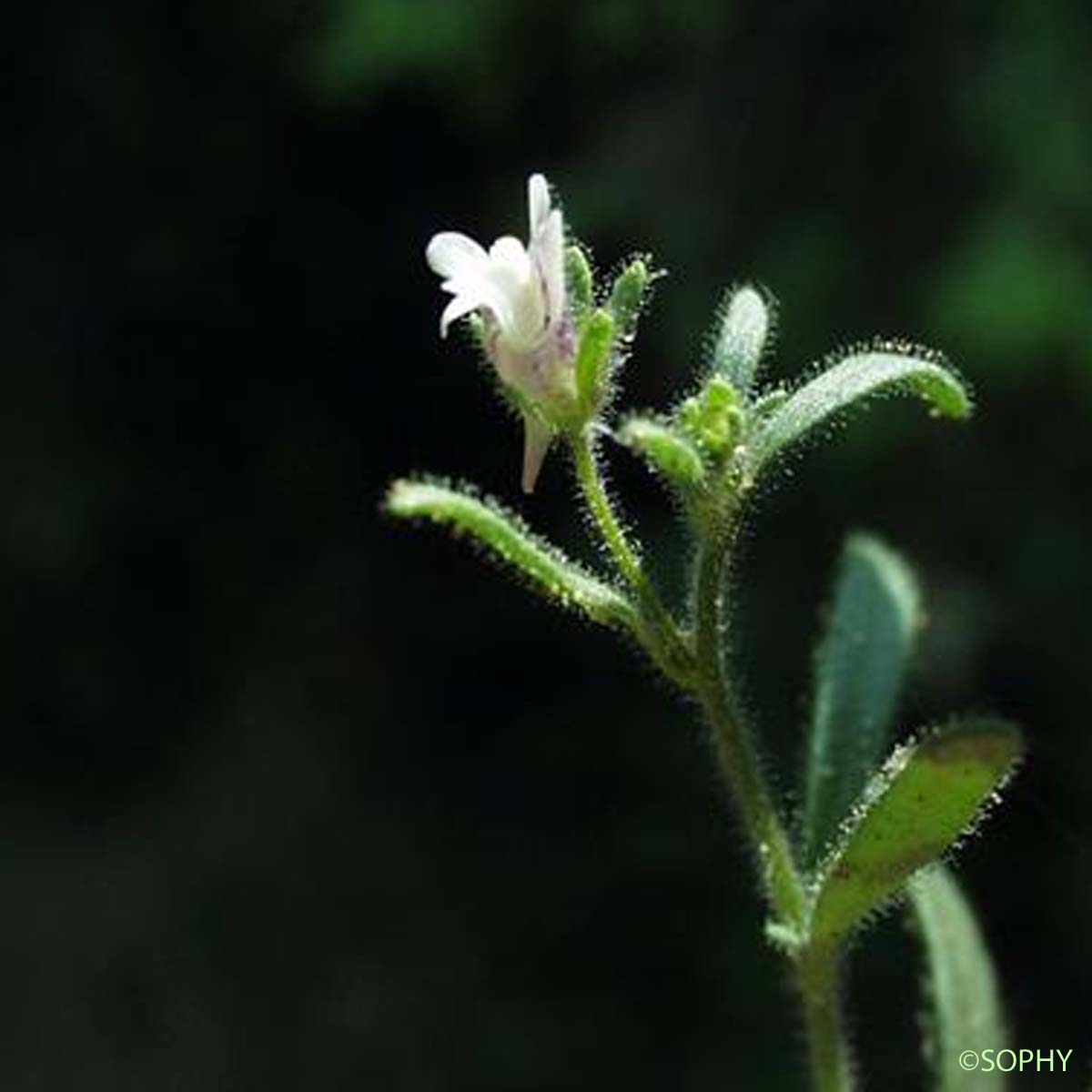 Petite Linaire - Chaenorrhinum minus subsp. minus
