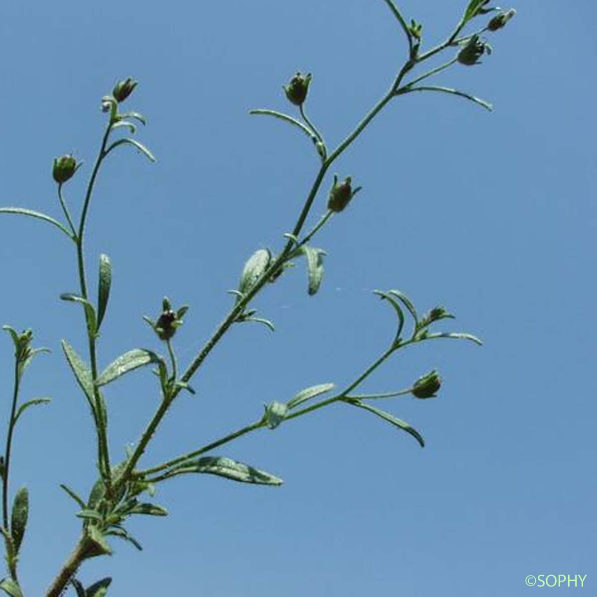 Petite Linaire - Chaenorrhinum minus subsp. minus