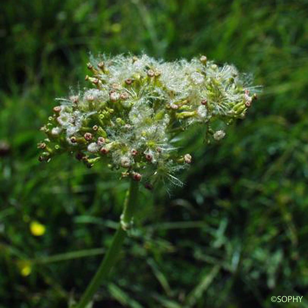 Petite Valériane - Valeriana dioica subsp. dioica