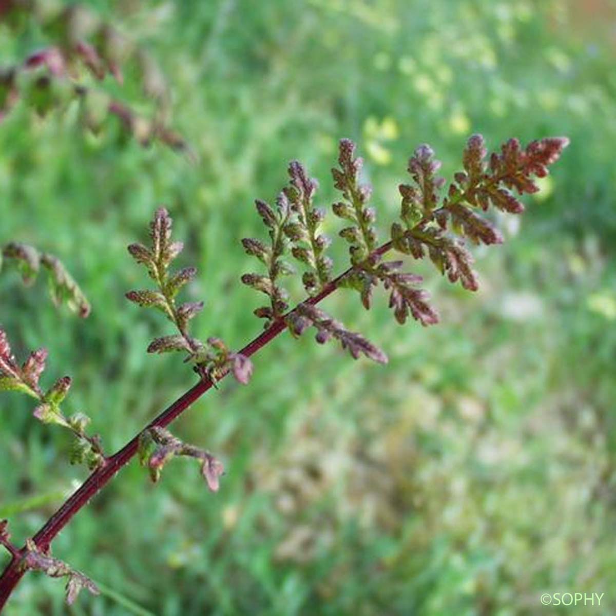 Phacélie à feuilles de tanaisie - Phacelia tanacetifolia