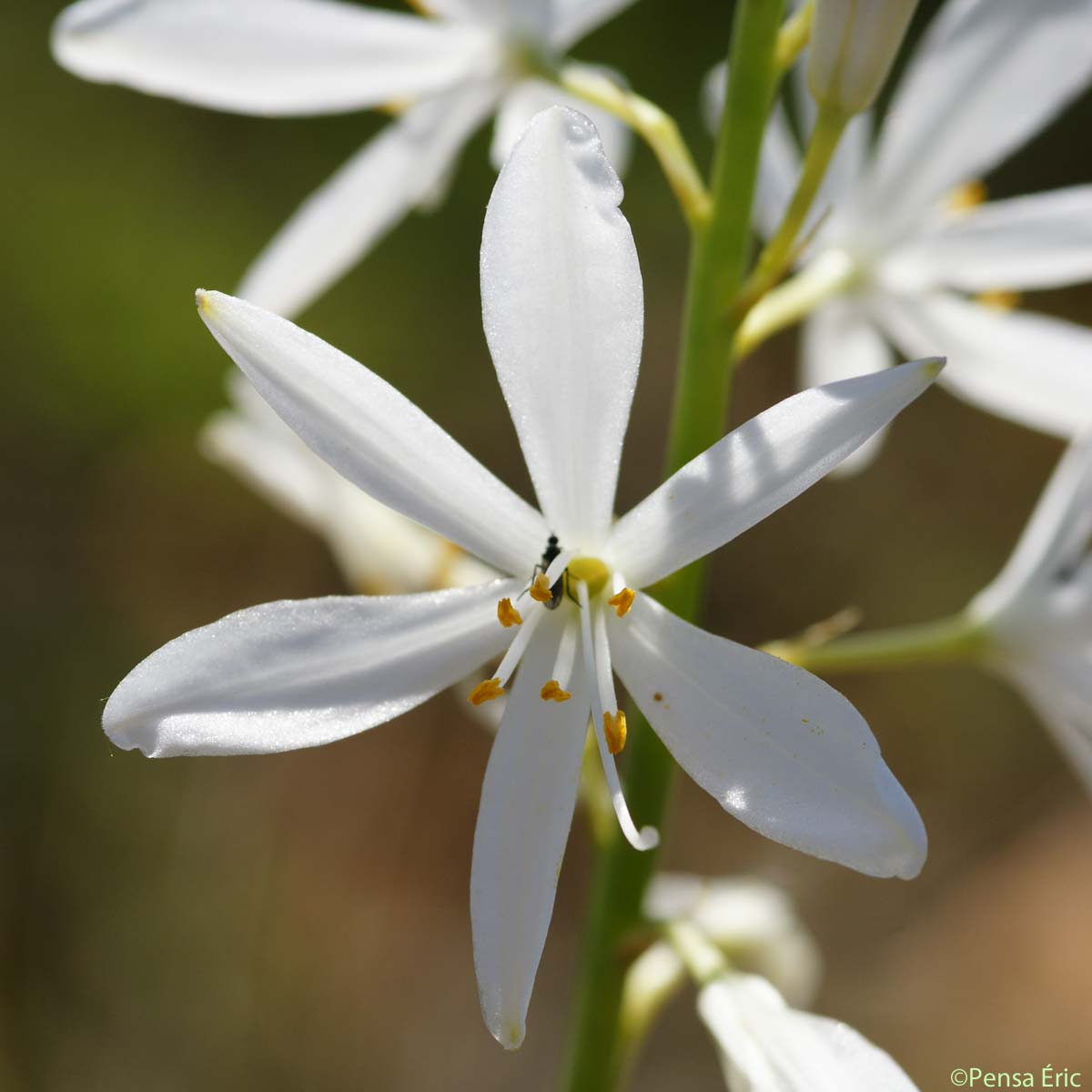 Phalangère à fleurs de lis - Anthericum liliago