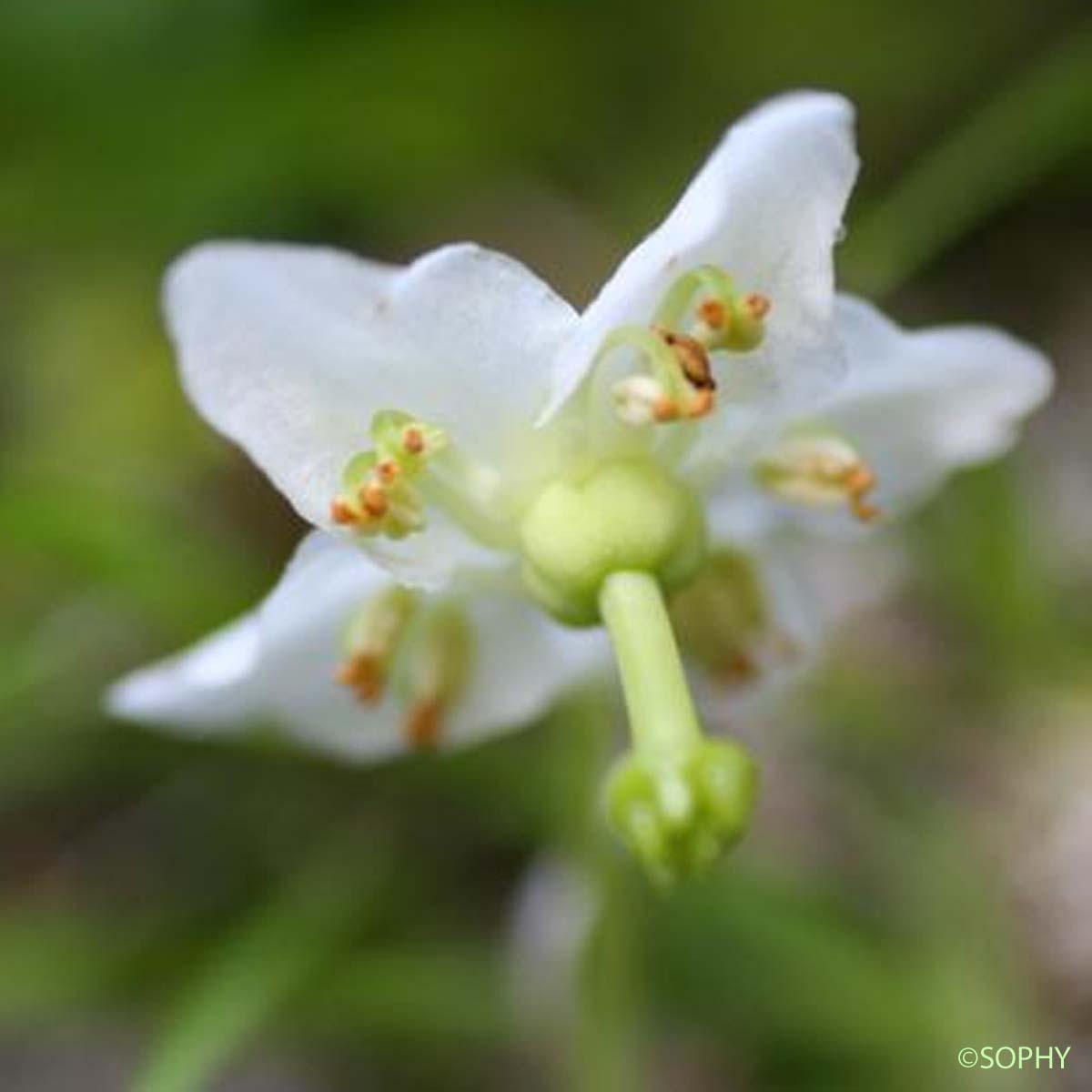 Pyrole à une fleur - Moneses uniflora